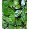 sublime-plantes-the vert-amarante-jiaogulan-cosmhana